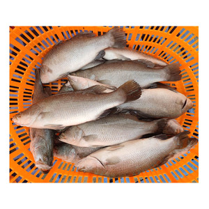 <span class=keywords><strong>ปลา</strong></span>บารามันดีแช่แข็งคุณภาพสูง น้ำหนัก 500-800 กรัม 800-1000 กรัม <span class=keywords><strong>ปลา</strong></span>ทะเลเอเชีย ขายส่ง - Product Image 6