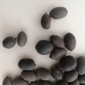 Lianzi Trung Quốc truyền thống thảo mộc khô toàn bộ màu đen Nelumbo Nucifera hạt giống thiêng liêng sen Hạt giống cho bán - Product Image 4