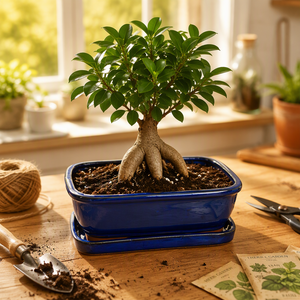 Maceta Rectangular de Terracota Azul Cobalto para Bonsái, Maceta de Cerámica <span class=keywords><strong>con</strong></span> <span class=keywords><strong>Plato</strong></span> para Escritorio y Hogar - Product Image 4