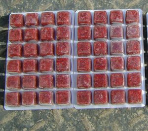<span class=keywords><strong>Frozen</strong></span> Bloodworms Produtos para aquário <span class=keywords><strong>Frozen</strong></span> <span class=keywords><strong>Bloodworm</strong></span> pioneiro 100 g/pcs para Flower Horn Fish - Product Image 4