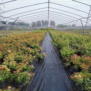 Nông nghiệp nhiệm vụ cao cảnh quan PP PE Weed kiểm soát UV nhựa cắt mặt đất che cỏ dại kiểm soát vải cỏ che đất - Product Image 5