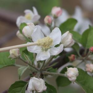 เกสร<span class=keywords><strong>แอ</strong></span><span class=keywords><strong>ป</strong></span><span class=keywords><strong>เปิ้</strong></span><span class=keywords><strong>ล</strong></span>แท้จากธรรมชาติ ขายดีจากโรงงาน ความบริสุทธิ์สูง <span class=keywords><strong>ป</strong></span>ระสิทธิภาพสูง <span class=keywords><strong>ล</strong></span>ดราคาสำหรับการสั่งซื้อจำนวนมาก - Product Image 3