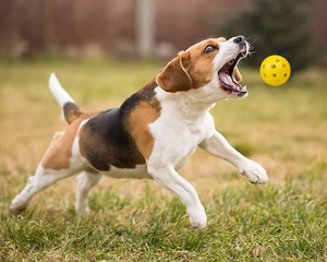 Pelotas <span class=keywords><strong>de</strong></span> Pickleball Personalizadas XFY, Coloridas, para Entrenamiento |   Accesorios <span class=keywords><strong>de</strong></span> Pickleball, Equipos <span class=keywords><strong>de</strong></span> Pickleball para Deportes Familiares al Aire Libre - Product Image 3