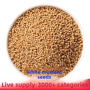 Yunnan semi di senape essiccati e secchi semi di senape piccanti bianchi all'ingrosso tipo di lavorazione cruda - Product Image 2