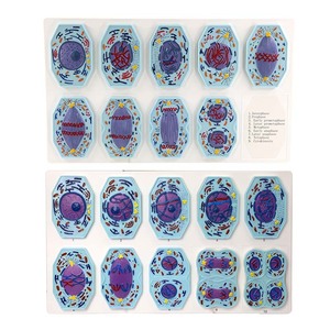 Modelo de <span class=keywords><strong>Mitosis</strong></span> Animal y Modelo de Meiosis - Product Image 6