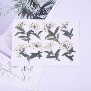 Petit narcisse avec Branches séchées fleur pressée pour bricolage coque de téléphone signet soie ventilateur lampe de Table cadre Photo Nail Art - Product Image 4