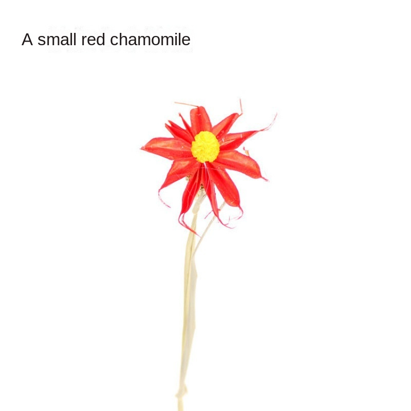 A Red Small Leucanthemum [Send a Bundle of Flowers, Leaves and H