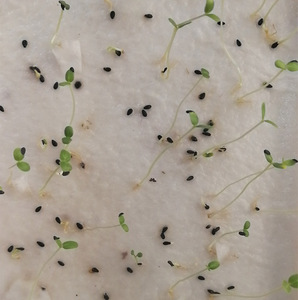 Carta Seminabile Artigianale 100% Ecologica Plant Fun con Semi di Fiori Selvatici per Germinazione - Product Image 5