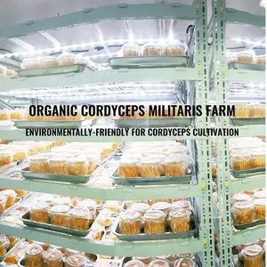 Qinshantang Estratto in Polvere di Fungo Cordyceps Militaris Biologico 1:1 <span class=keywords><strong>BETA</strong></span> D Glucano 30% - Product Image 3