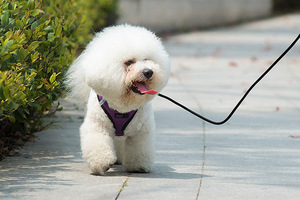 2022 Grosir Jaring Anjing Empuk Mewah Mesh Kontrol Mudah Berat Badan - Product Image 5