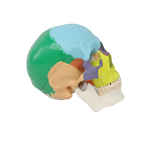 Modèle de crâne en PVC coloré médical squelette d'enseignement anatomique pour les hôpitaux et la formation en sciences humaines