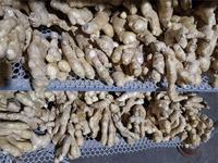Nouvelle récolte d'air frais gingembre séché à l'air racine de gingembre chinois gingembre frais