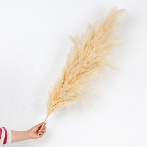 Grande Herbe de la Pampa Blanche Décorative de 120 cm pour la Maison et les Mariages, Fleurs Séchées Naturelles pour les Décorations de Pâques et d'Halloween - Product Image 6