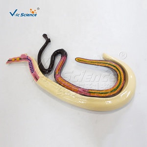 Modello Anatomico Staccabile di Schistosoma Maschile e Femminile per l'Insegnamento Medico - Product Image 2