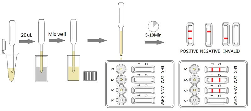 Babesia Gibsoni Ab Schnelltest Chw/Ehr/Bab/Testkits von Anaplasma Babesia und Hunde für Haustiere