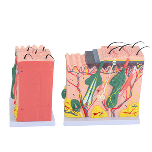 Modèle 3D agrandi de la structure du tissu cutané, anatomie stratifiée du corps humain, chirurgie esthétique et modèle capillaire - Product Image 3
