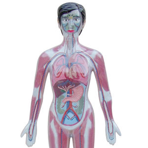 Modelo eléctrico de circulación sanguínea de drogadictos ZM7029 Tamaño natural - Product Image 2