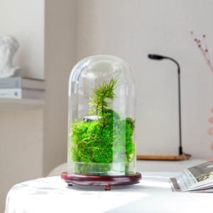 Every Love la forêt tropicale zéro (M) Sculpture botanique un Terrarium en mousse préservée vente en gros - Product Image 2