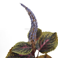 Mini Bonsaï Artificiel en Soie, Haute Simulation, Feuilles de Coleus Artificielles, Plante en Pot de 50 cm pour Décoration de Mariage, Noël et Maison