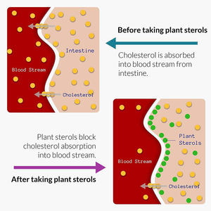 Цитрусовые бергамот капулы Органическая добавка холестерина чистый экстракт бергамота поддерживает здоровье сердца и сердечно-сосудистой системы - Product Image 4