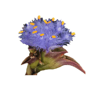 Top fornitore <span class=keywords><strong>Cyanotis</strong></span> <span class=keywords><strong>Arachnoidea</strong></span> estratto 50% 90% 95% 98% Beta <span class=keywords><strong>Ecdysterone</strong></span> <span class=keywords><strong>Cyanotis</strong></span> <span class=keywords><strong>Arachnoidea</strong></span> estratto in polvere - Product Image 2