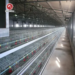 Equipo de jaula para pollos y aves de corral con línea de alimentación automática 15000