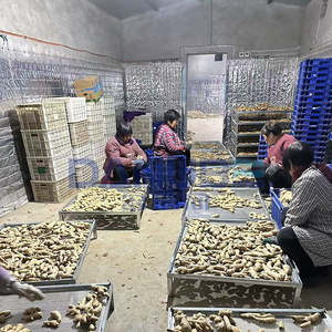 Déshydrateur alimentaire de 3000 kg pour la Chine, sécheur de curcuma, machine de lavage et de séchage de gingembre frais - Product Image 3