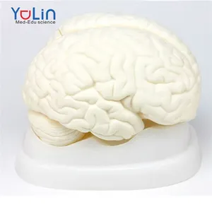 Gelişmiş tıbbi insan plastik beyin modelleri/fabrika doğrudan satış beyin eğitim modeli öğrenci
