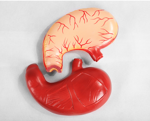 Modelo <span class=keywords><strong>de</strong></span> estómago <span class=keywords><strong>de</strong></span> Anatomía <span class=keywords><strong>de</strong></span> alta calidad <span class=keywords><strong>de</strong></span> PVC, modelo <span class=keywords><strong>de</strong></span> estómago humano educativo, modelo <span class=keywords><strong>de</strong></span> estómago <span class=keywords><strong>de</strong></span> ciencia médica <span class=keywords><strong>de</strong></span> plástico - Product Image 4