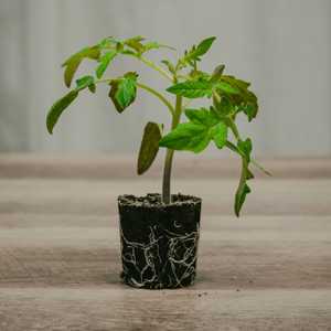 Le paquet Sow the <span class=keywords><strong>Magic</strong></span> Herb Garden comprend 5 paquets du <span class=keywords><strong>kit</strong></span> de culture Herb Garden - Product Image 6