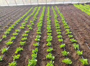 Yüksek kaliteli 1.5 inç (16mm) siyah HDPE plastik boru Modern stil toptan 2 hektar çiftlikleri için damla sulama sistemi - Product Image 3