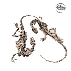 <span class=keywords><strong>Esqueleto</strong></span> <span class=keywords><strong>real</strong></span> <span class=keywords><strong>de</strong></span> <span class=keywords><strong>dinosaurio</strong></span>, - Product Image 2