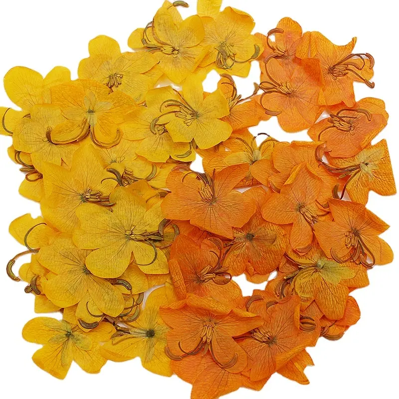 Mnr1956 गर्म बिक्री वास्तविक सूखे तितली फूलों की सामग्री के लिए फूल