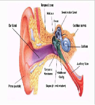 2025 Hete Verkoop Diode Laser 980 + 1470nm Oor Neus En Keel Behandeling Dual Golflengte Machine Otorhinolaryngology - Product Image 5