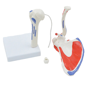 Modelo de Articulación del Hombro Desmontable y Flexible - Modelo Anatómico Humano con Marcas de Origen e Inserción Muscular Ortopédicas - Product Image 2