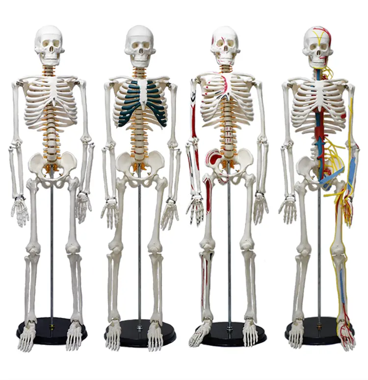 Mô hình Khoa Học Bộ xương người với một bên sơn cơ bắp của PVC