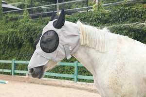 หน้ากากกันแมลงแบบเต็มหน้าสำหรับม้า ขนาดโคบ  หน้ากากกันแมลงสำหรับม้าแบบสั่งทำพิเศษ  หน้ากากกันแมลงสำหรับม้าพร้อมที่ปิดหู - Product Image 6