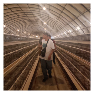 <span class=keywords><strong>Poulailler</strong></span> à 3/4 niveaux de type A pour 96/120/128/160 poules pondeuses, cage à poules avec équipement d'alimentation automatisé pour poules pondeuses - Product Image 6