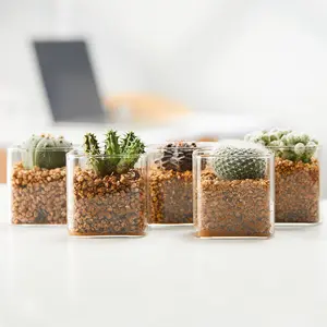 Pot Kaca Pot Sukulen Kotak Sederhana Pot Kaca Tanaman Hidroponik Dalam Ruangan Tanaman Hijau Sukulen