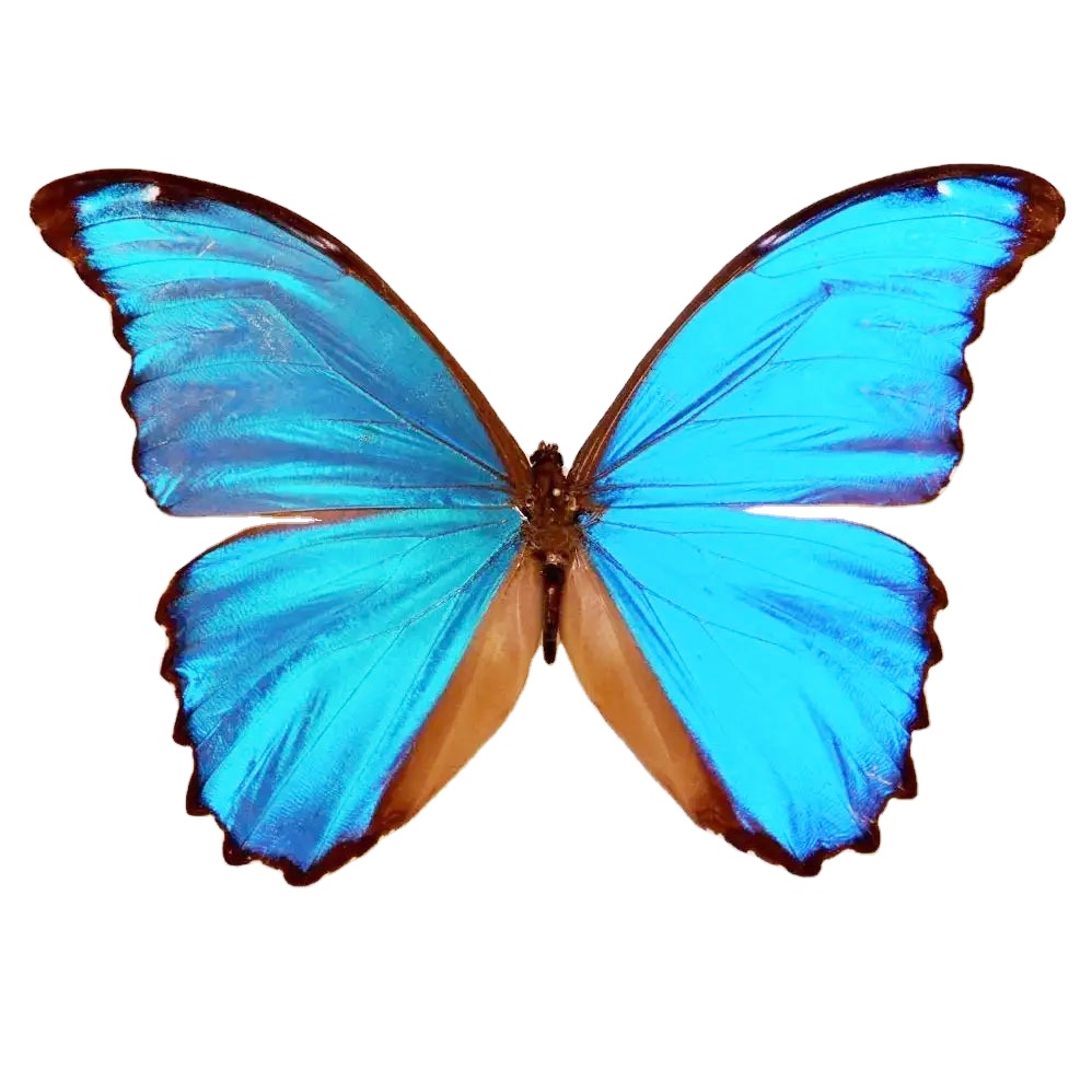 Lady butterfly