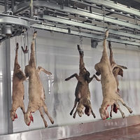 Planta de Sacrificio de Ovejas de Gran Capacidad y Alto Rendimiento, Equipo Halal para Sacrificio de Ovejas, Línea Completa de Producción para Sacrificio de Cabras