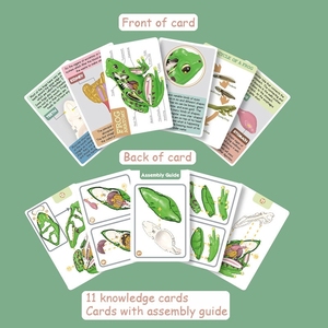 Modèle anatomique <span class=keywords><strong>de</strong></span> grenouille en 23 pièces - Kit scientifique <span class=keywords><strong>de</strong></span> biologie 4D détachable pour <span class=keywords><strong>l</strong></span>'éducation STEM et les laboratoires scolaires - Product Image 3