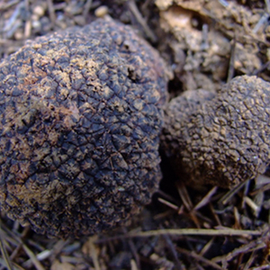 Detan, venta al por mayor, trufa negra fresca, hongo salvaje <span class=keywords><strong>melanosporum</strong></span> con alta calidad - Product Image 2