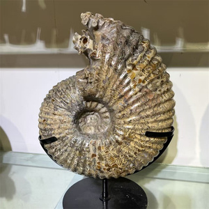 <span class=keywords><strong>Ammonite</strong></span> naturelle <span class=keywords><strong>fossile</strong></span> conque cristal spécimen Madagascar brillant escargot <span class=keywords><strong>fossile</strong></span> minéral à vendre - Product Image 3