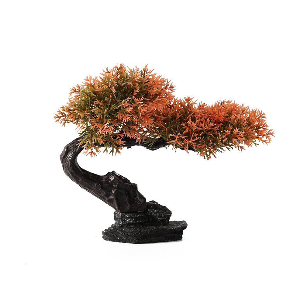 Single Cliff Cypress Pine Evening Red