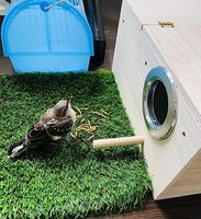 Avery Boîte de cage en bambou moderne en bois pour perruche perruche calopsitte meubles d'élevage pour la nidification des oiseaux dans le salon