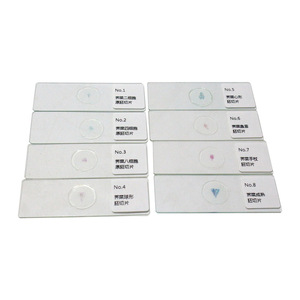 Experimento didáctico de biología: Juego de preparaciones de microscopio del desarrollo del embrión de ovónica ovata; con coloración brillante, estructura clara. - Product Image 5