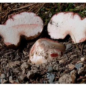 Fungo Rhizopogon Roseolus Crudo Affettato Essiccato, Falso Tartufo Selvatico in Vendita - Product Image 2