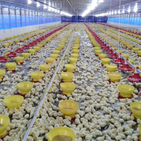 Nouveau élevage de poulets avec équipement de sol pour poulets de chair et cage pour poulets de chair Construction automatique en acier galvanisé