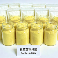 Bacillus Subtilis 100 milliards d'UFC/g – Additif alimentaire probiotique à efficacité longue durée, poudre fine uniforme favorisant une croissance saine